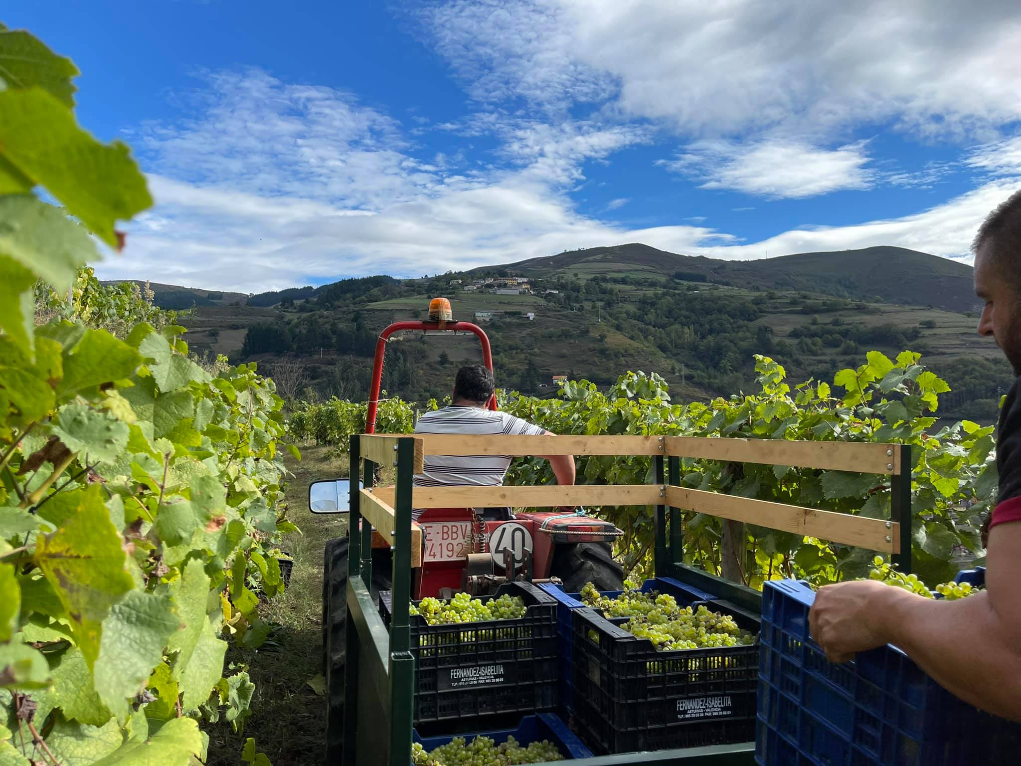foto al son del vino de cangas